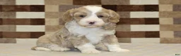 Double Doodle dogs for sale: Jack - Ad 4
