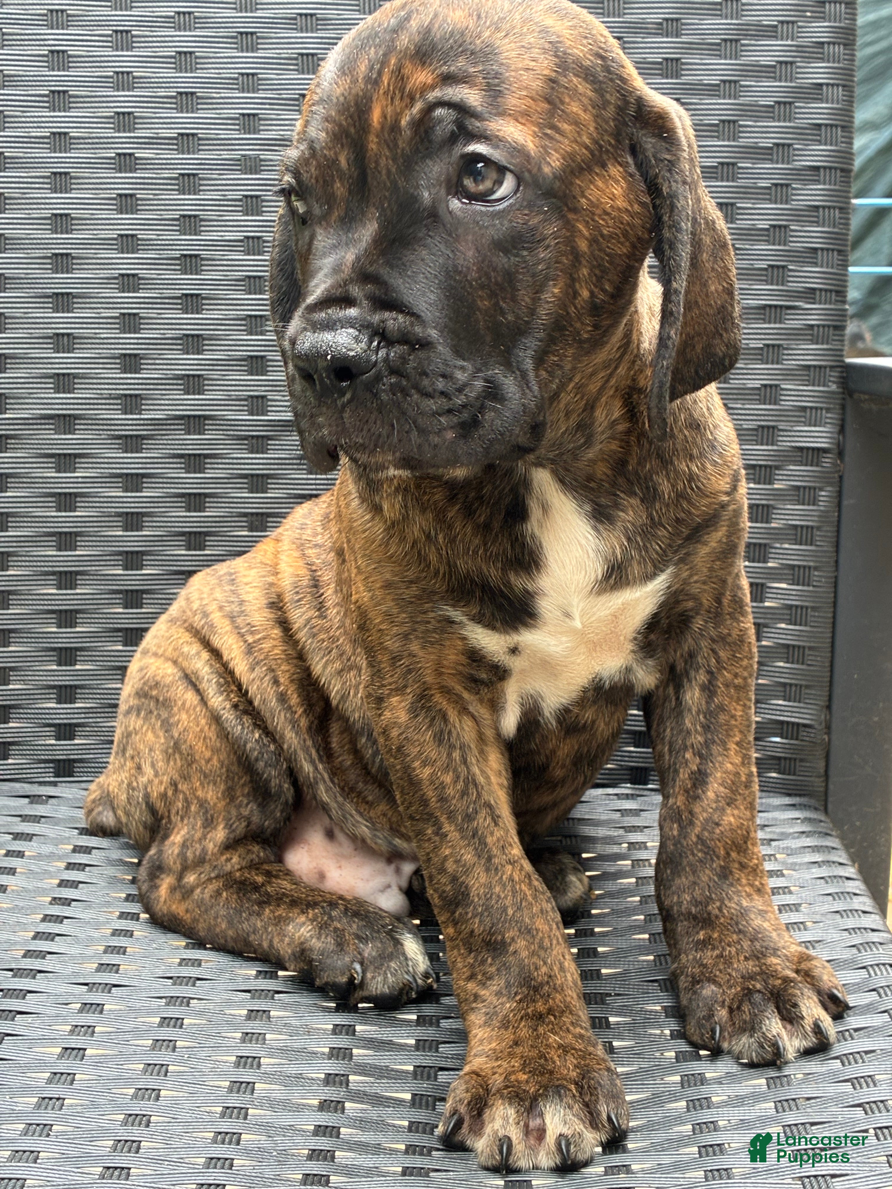 Cane Corso dogs Cane Corso Brindle  - Ad 35
