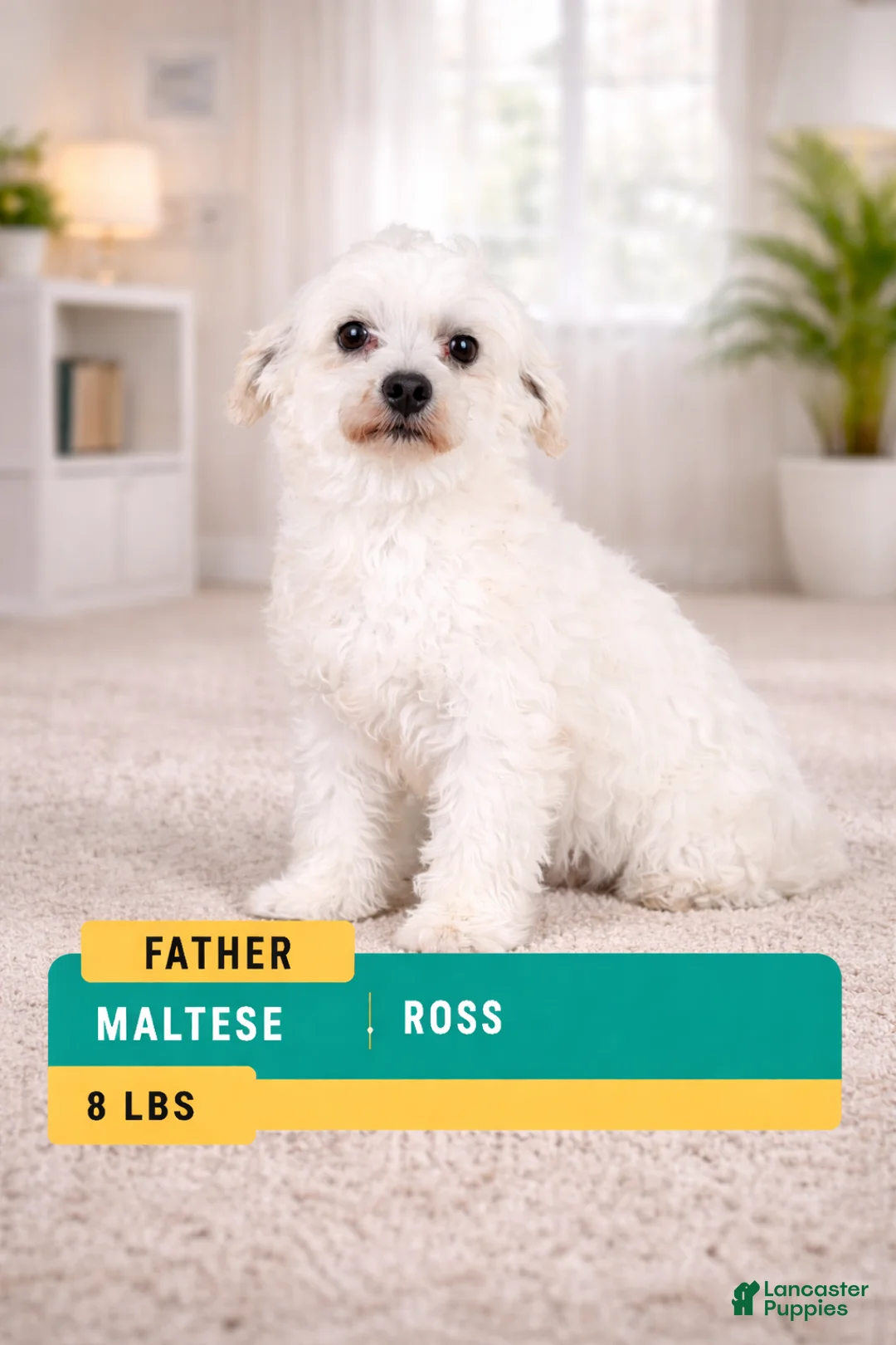 Maltipoo dogs for sale: LILLY - Ad 11