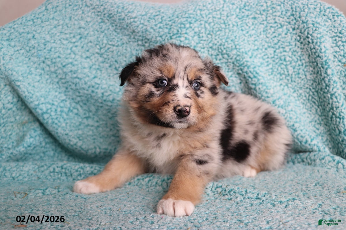 Australian Shepherd dogs Tiger - Ad 2