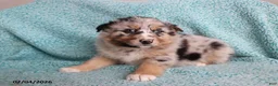 Australian Shepherd dogs for sale: Tiger - Ad 2