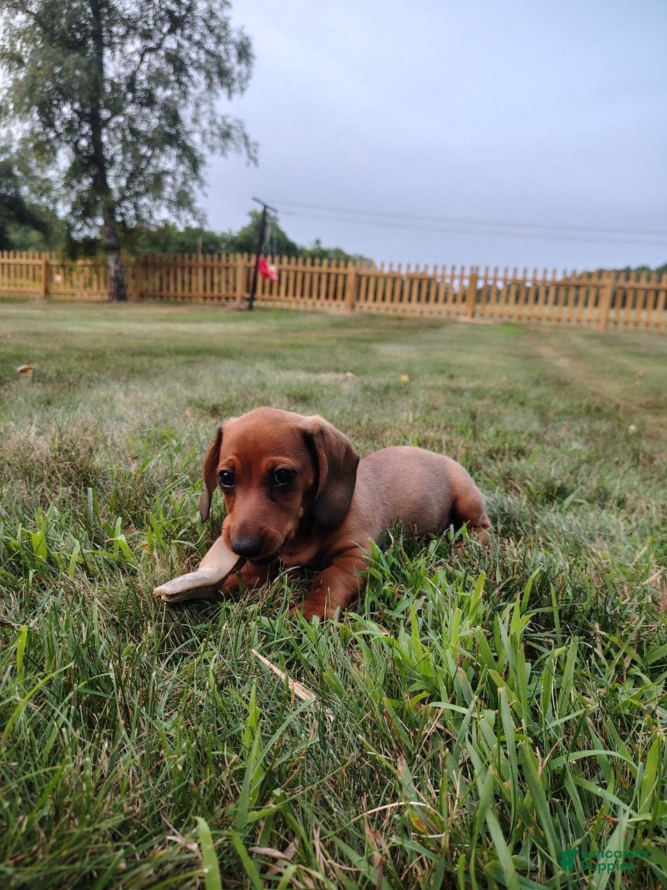 Miniature Dachshund dogs oliver - Ad 1
