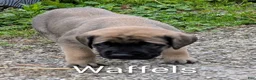 English Mastiff dogs for sale: English Mastiff Puppy 3 - Ad 6