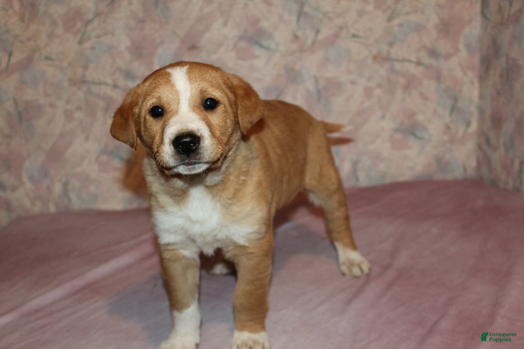 Goldador dogs for sale: Moose - Ad 6