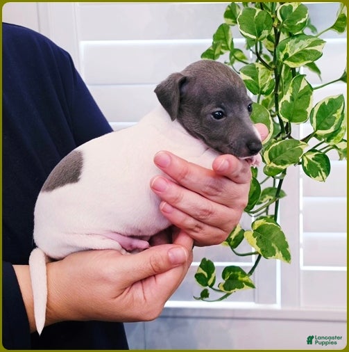 Italian Greyhound dogs Lynyrd - Ad 1