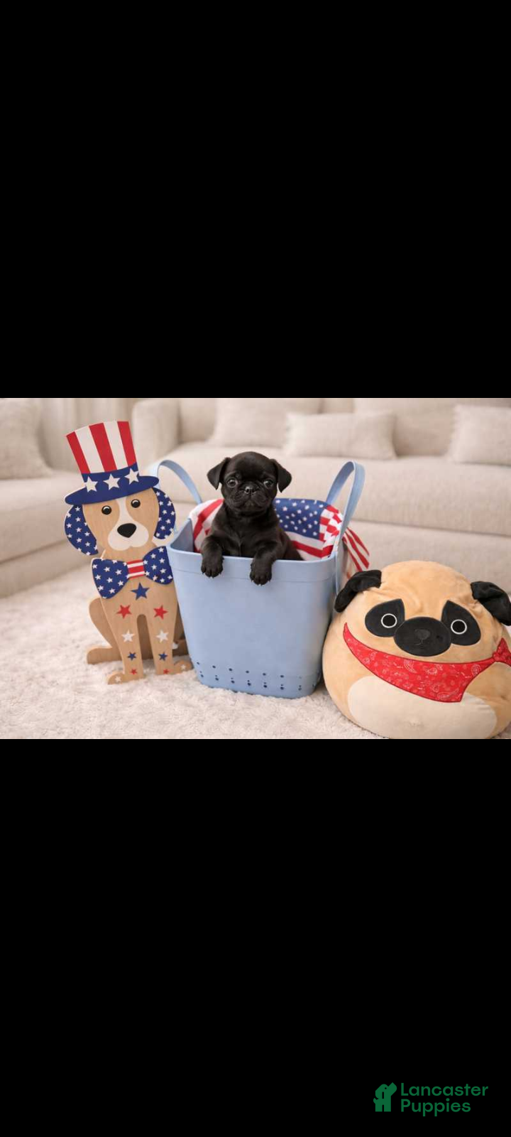 Pug dogs Pug Puppy 2 - Ad 1