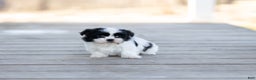 Shih Tzu dogs for sale: Tyler - Ad 2