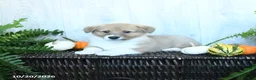 Welsh Corgi Pembroke dogs for sale: Kevin - Ad 3