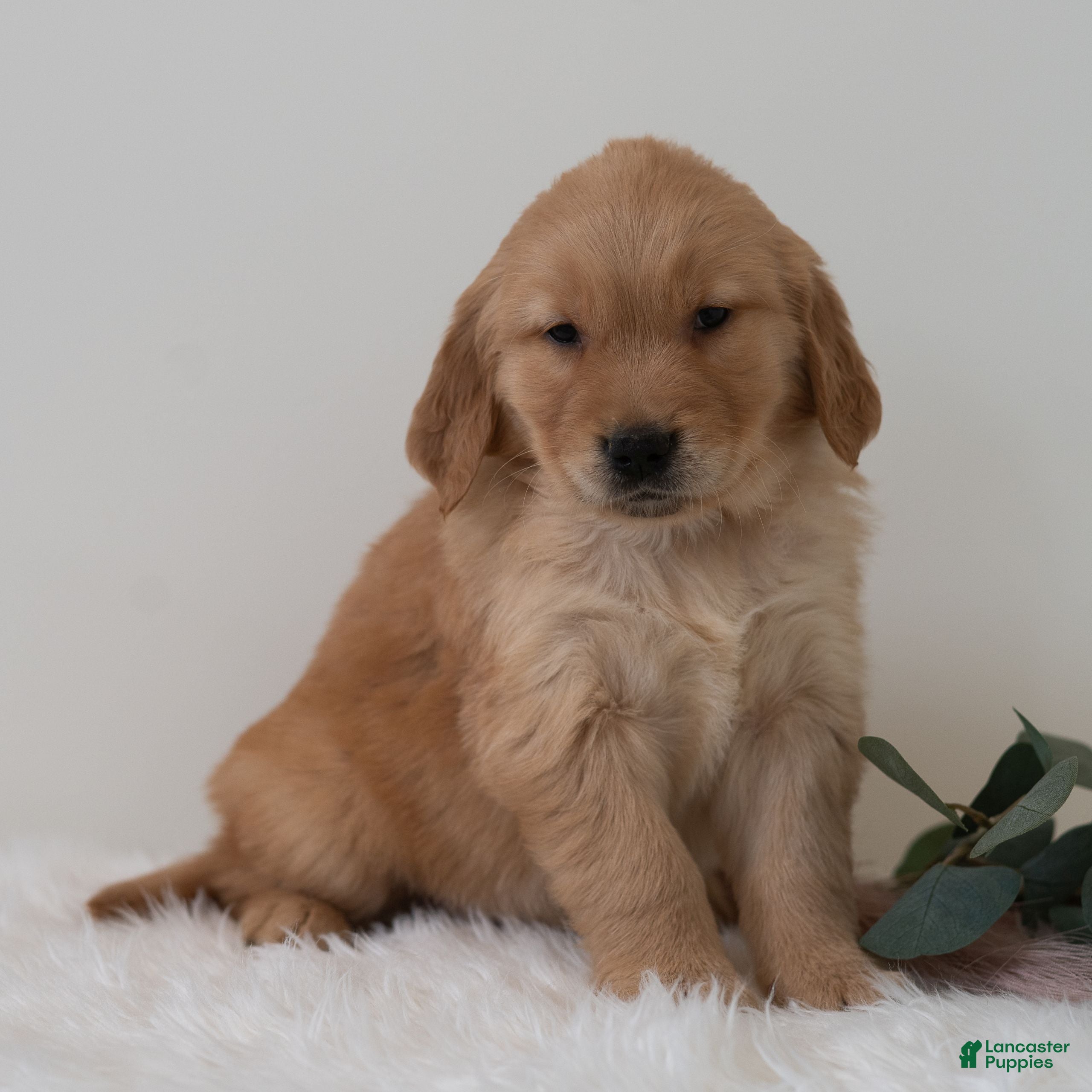 Golden Retriever dogs Sammy - Ad 13
