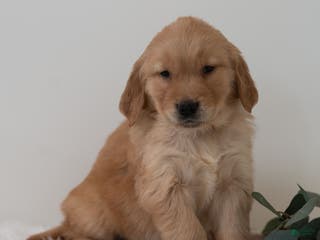 Golden Retriever dogs Sammy - Ad 25