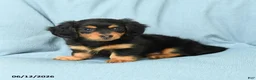 Miniature Dachshund dogs for sale: Polly - Ad 4