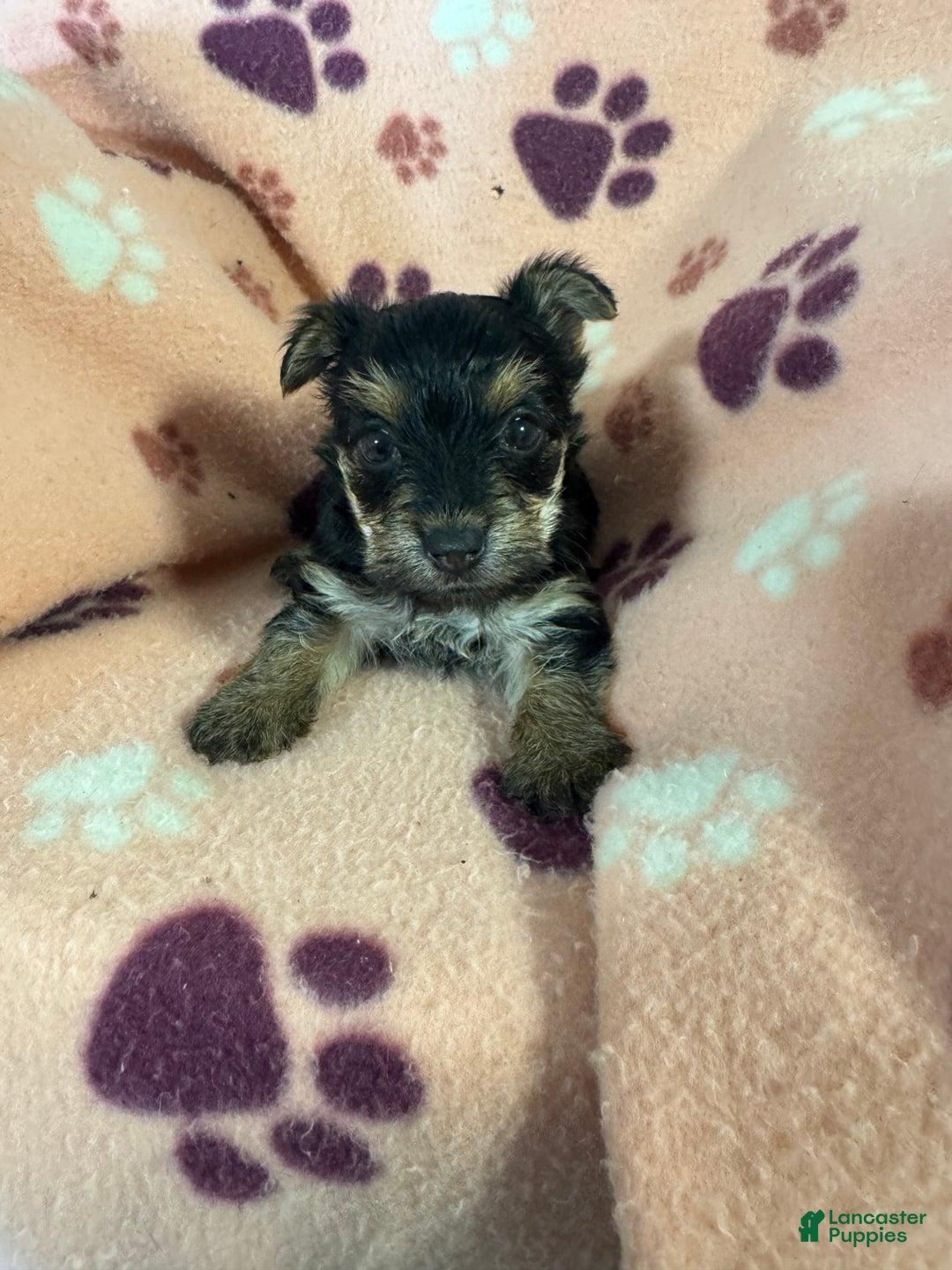 Morkie dogs for sale: Macy lulu - Ad 4