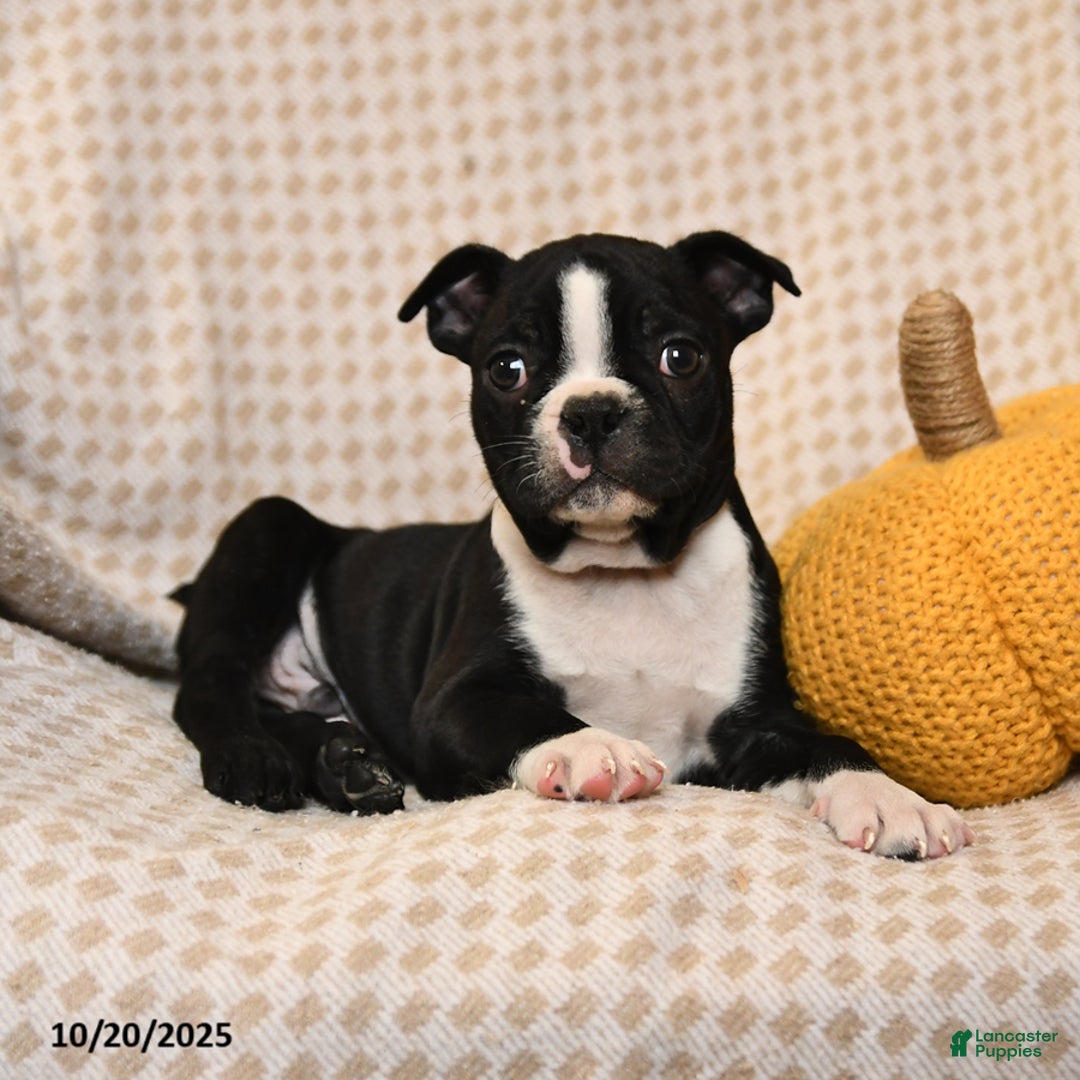 Boston Terrier dogs for sale: Chase - Ad 2