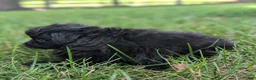 Pomapoo dogs for sale: Peppercorn - Ad 7