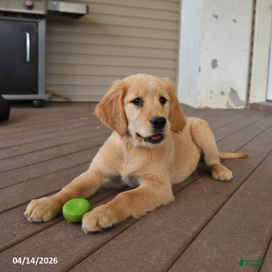 Golden Retriever dogs Montana - Ad 2
