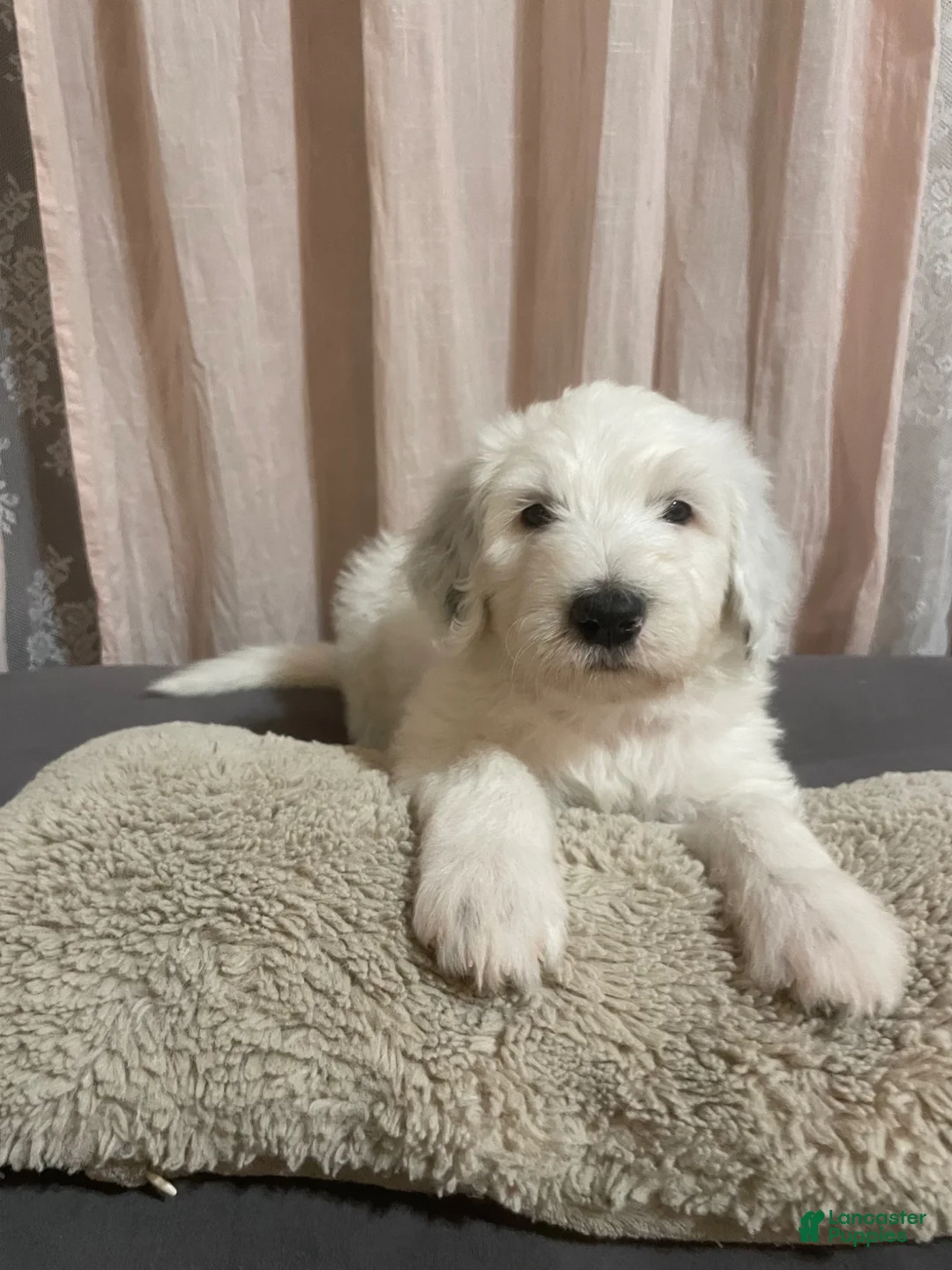 Sheepadoodle dogs for sale: Sheepadoodle Puppy 6 - Ad 2