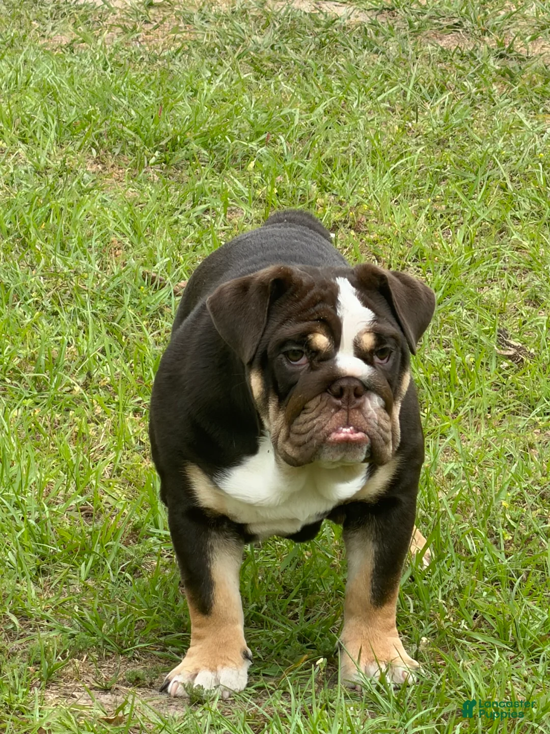 English Bulldog dogs for sale: English Bulldog Puppy 1 - Ad 2