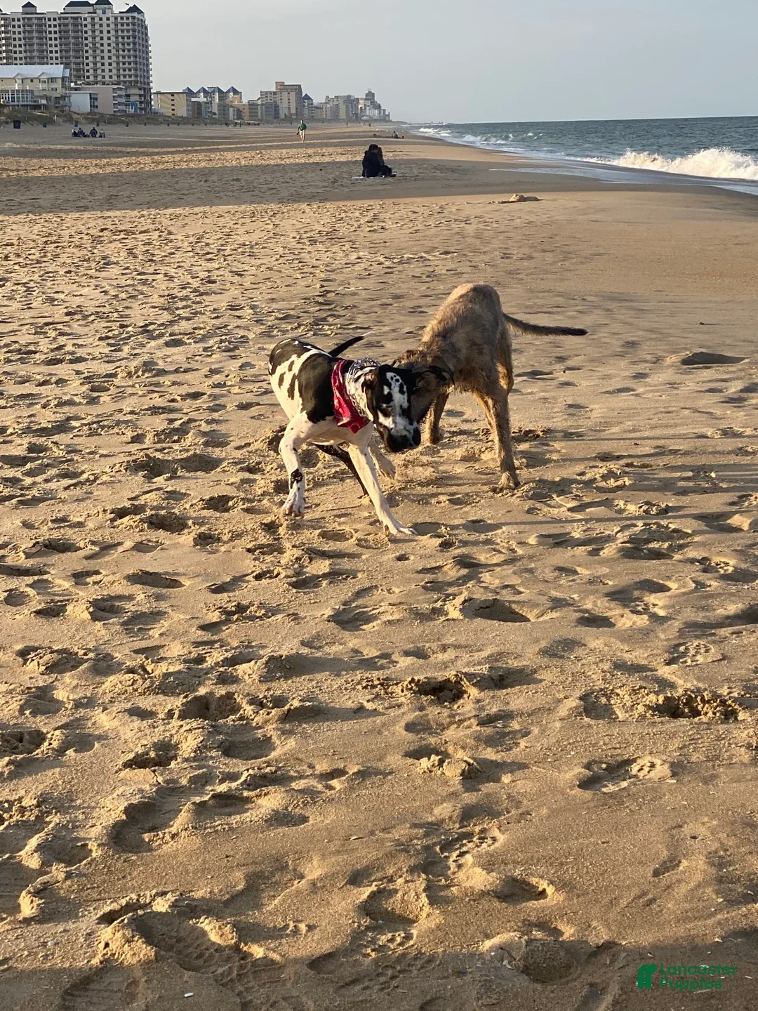 Gallery Image {{count}}