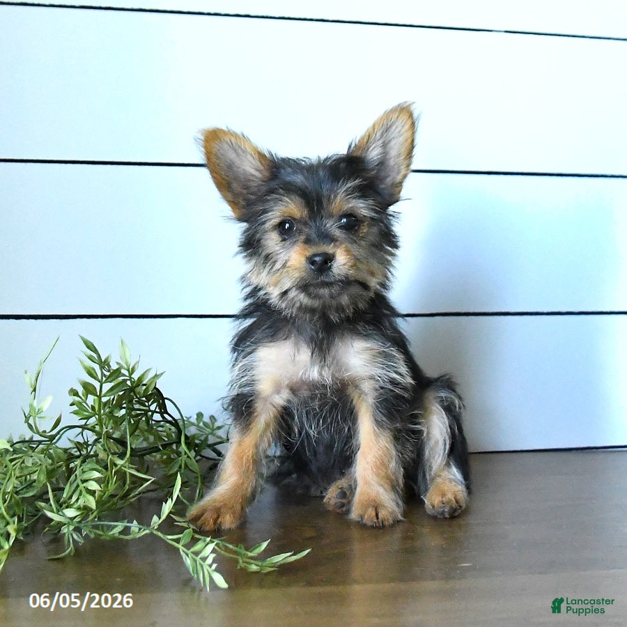 Yorkshire Terrier dogs Felix - Ad 2