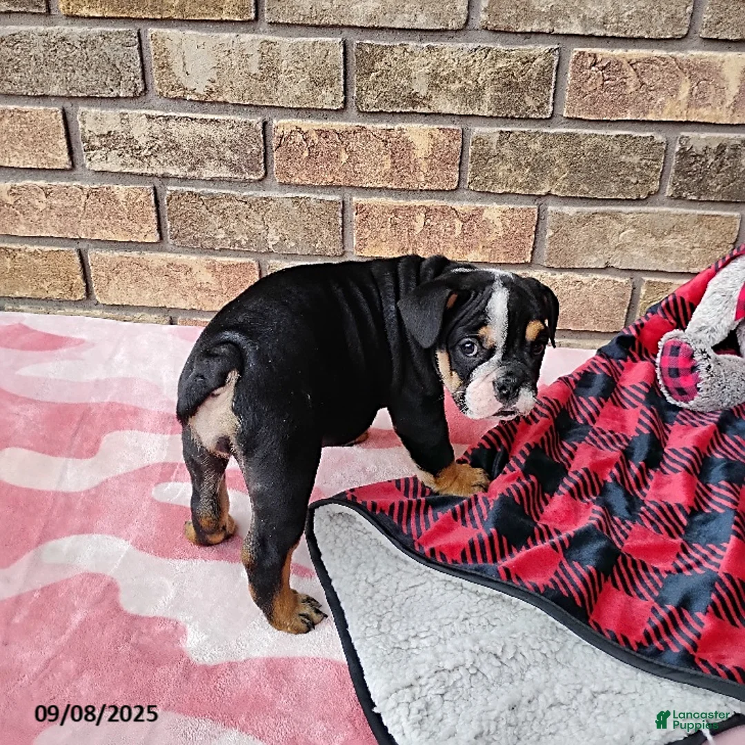 English Bulldog dogs for sale: Ramona - Ad 6