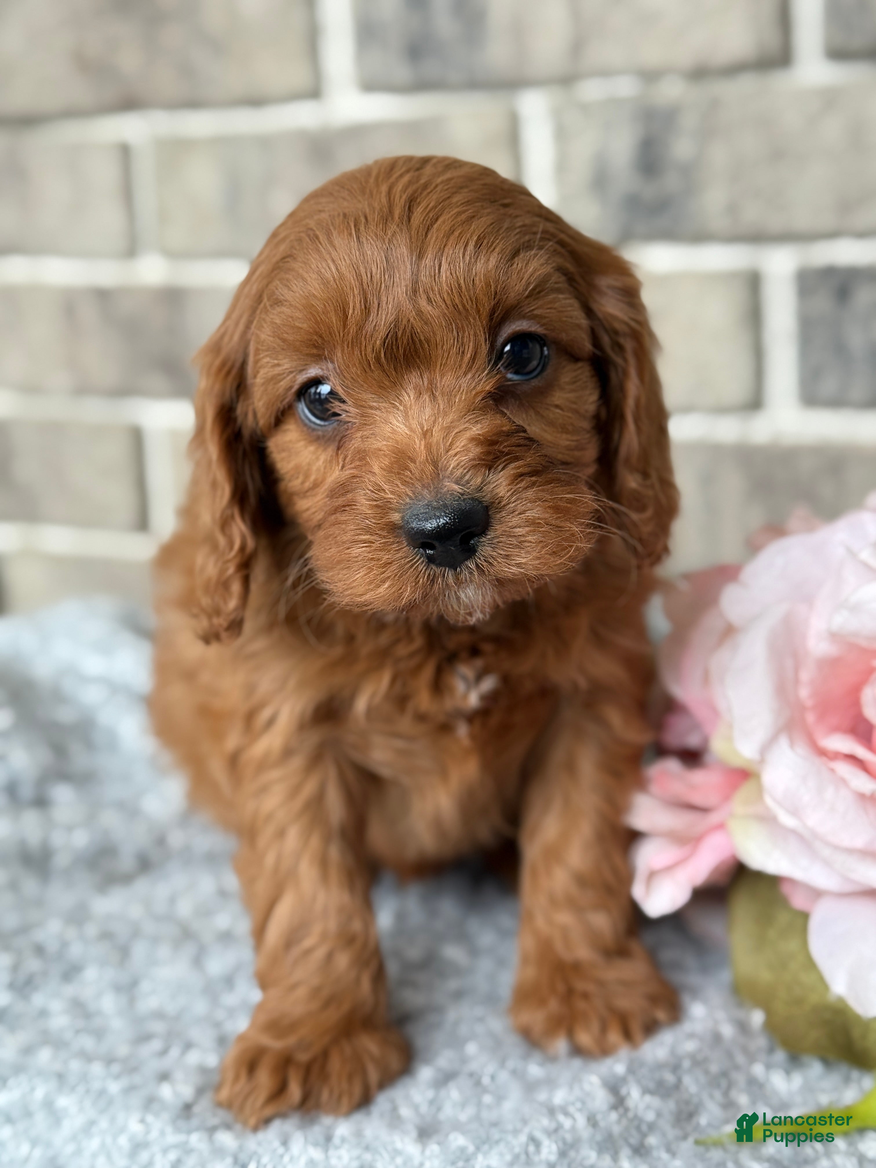 Cavapoo dogs Korra - Ad 1