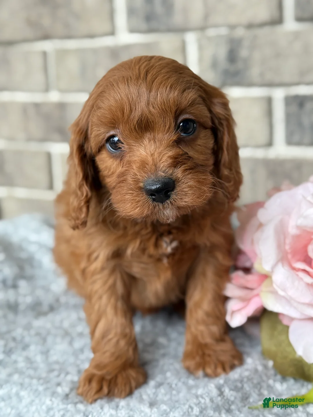Cavapoo dogs for sale: Korra - Ad 1