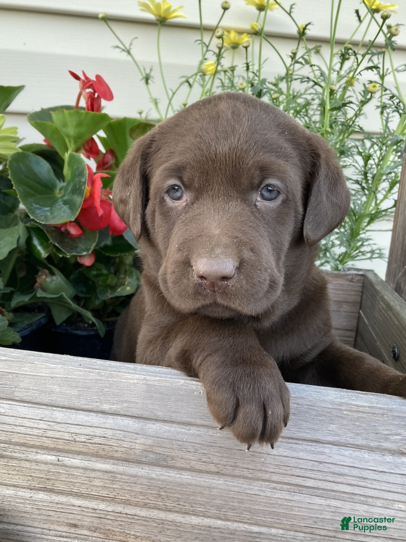 Labrador Retriever dogs Baylee - Ad 1