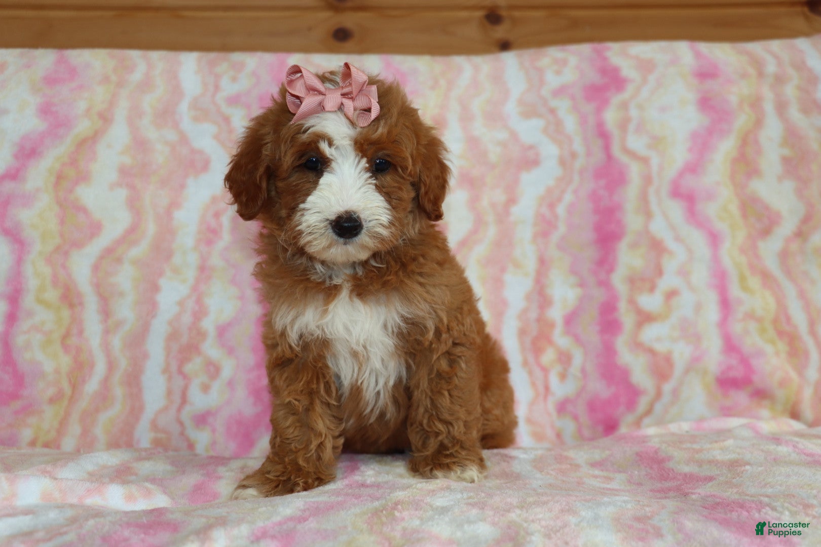 Mini Goldendoodle dogs Layla - Ad 1