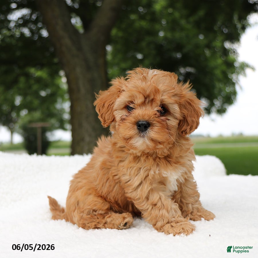 Cavapoo dogs Tinker - Ad 1