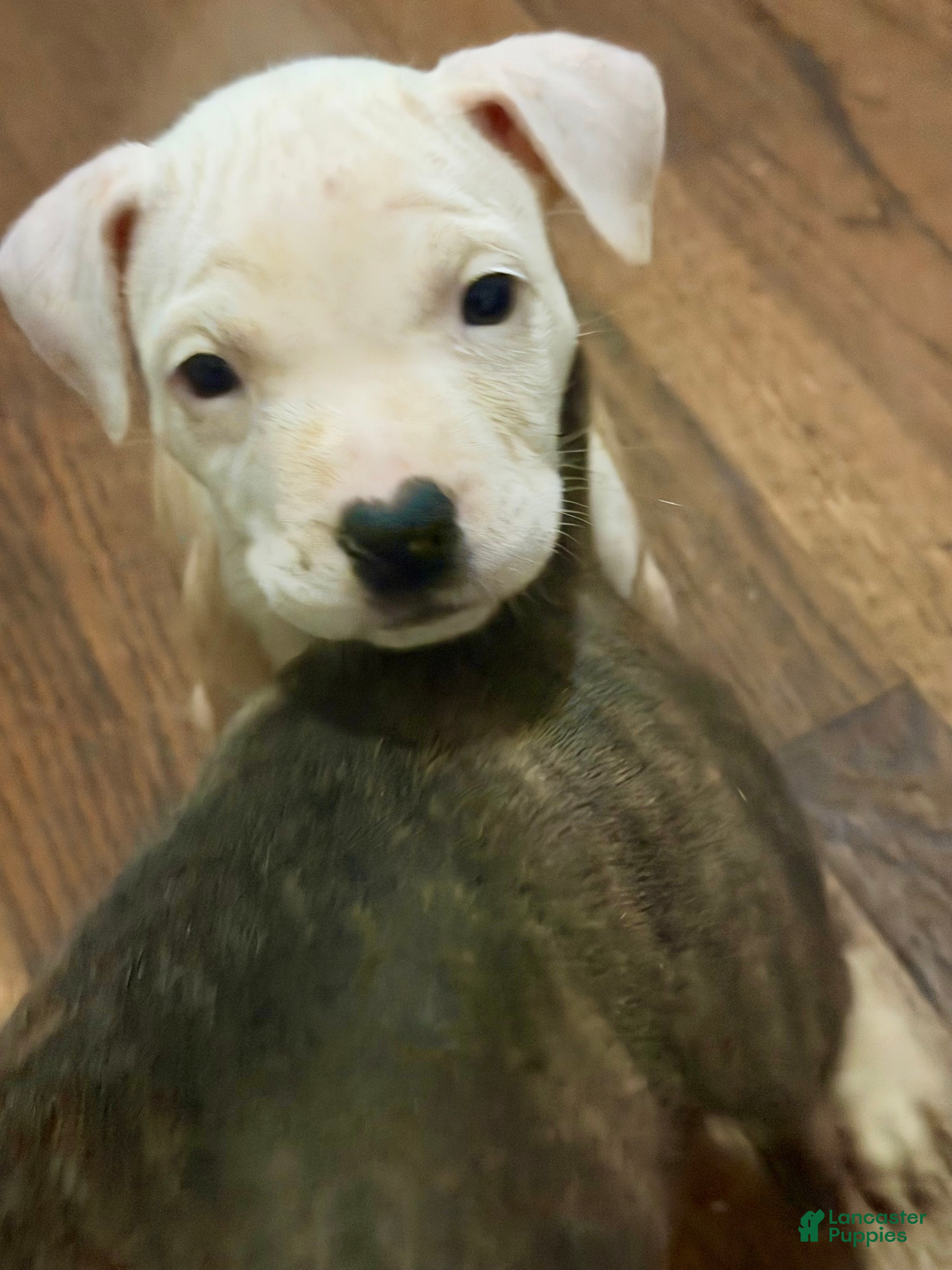 American Pit Bull Terrier dogs American Pit Bull Terrier 5 - Ad 40