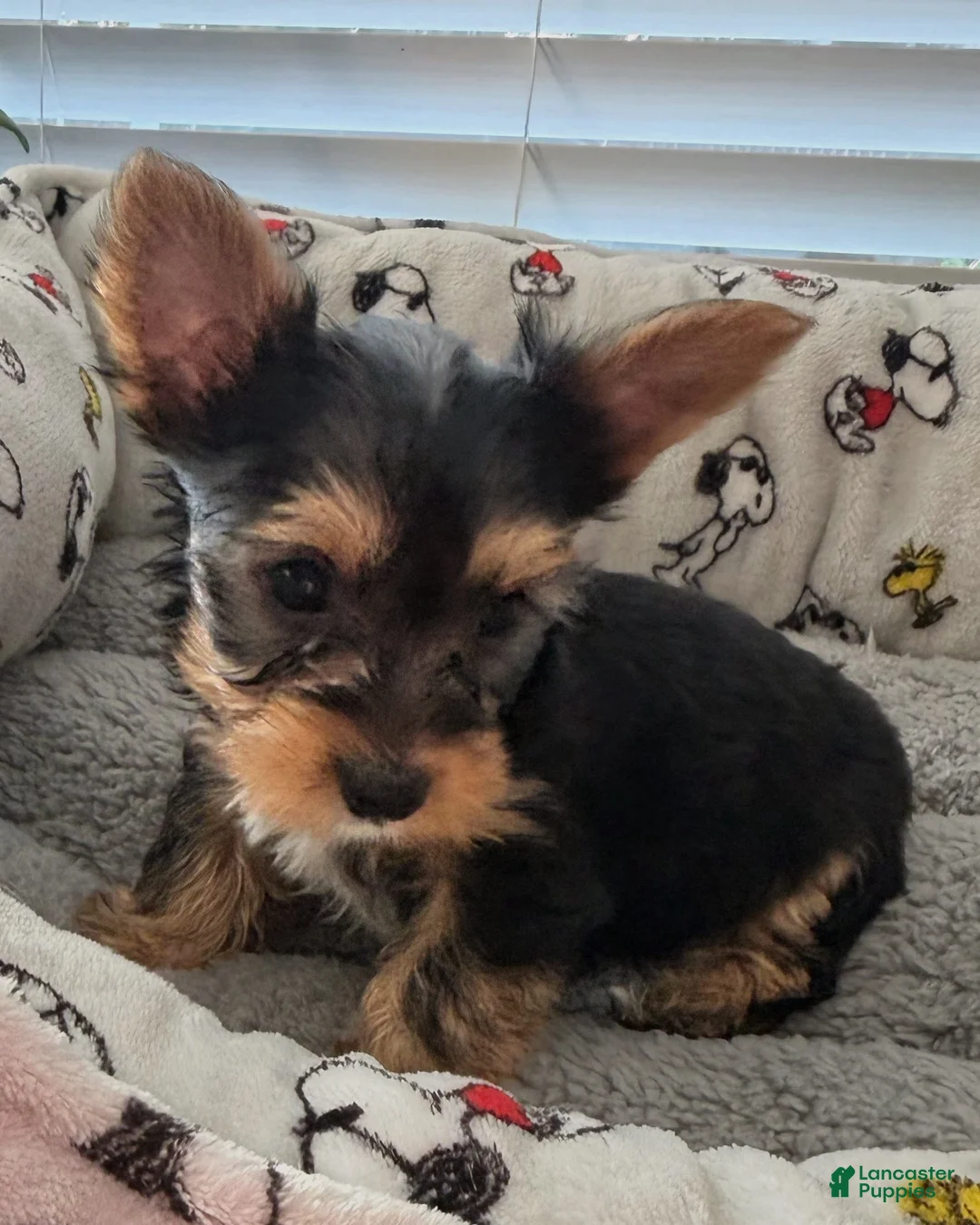 Yorkshire Terrier dogs for sale: Ace - Ad 1
