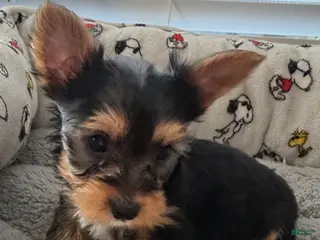 Yorkshire Terrier dogs Ace - Ad 35