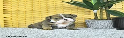 English Bulldog dogs for sale: Asher - Ad 2