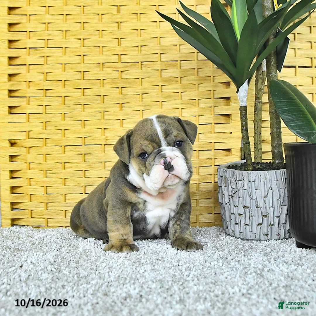 English Bulldog dogs for sale: Asher - Ad 2