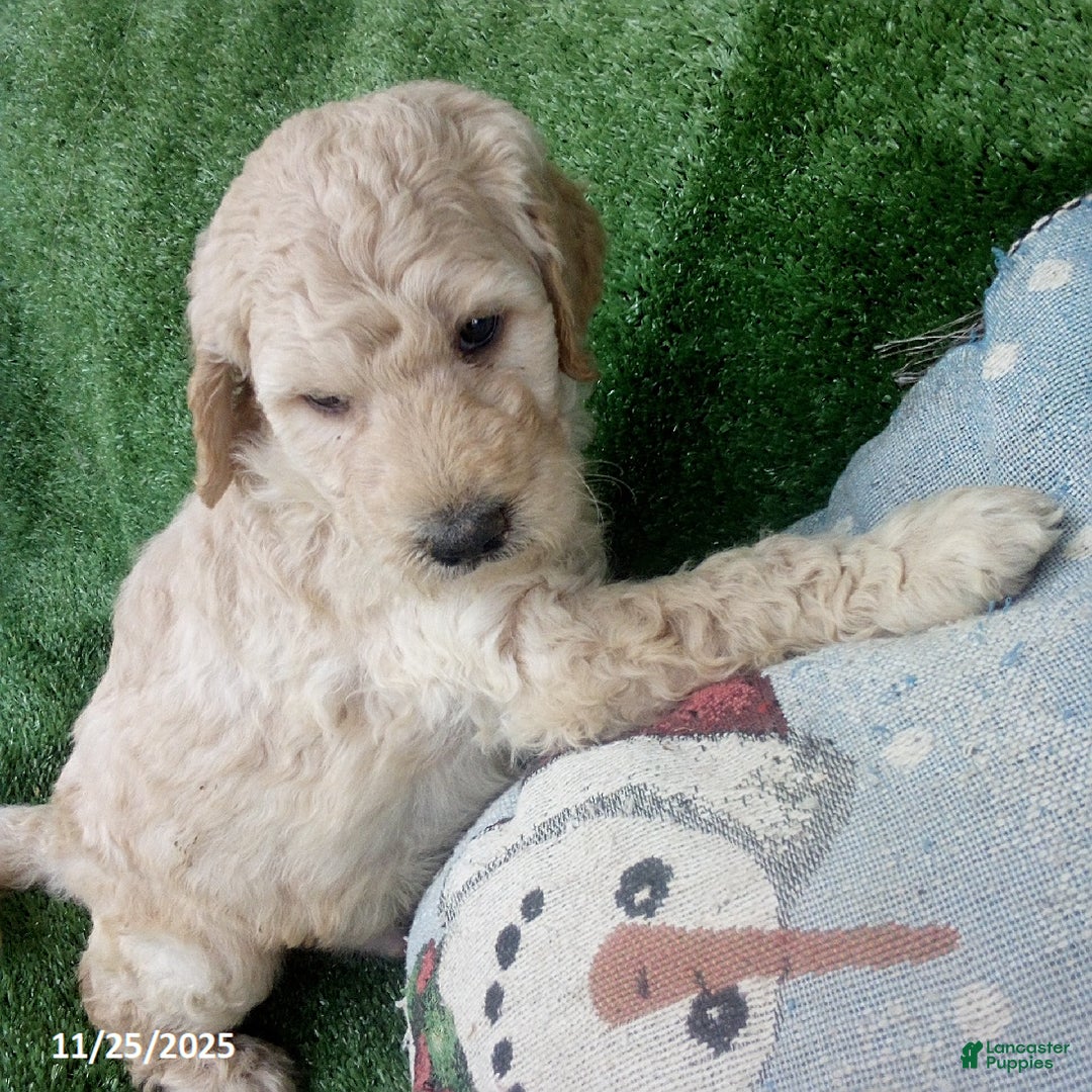 Goldendoodle dogs for sale: Duke - Ad 3