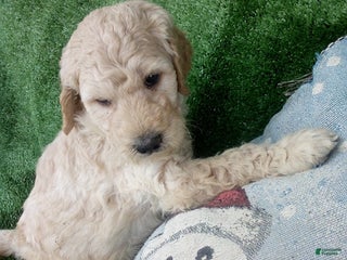 Goldendoodle dogs Duke - Ad 30