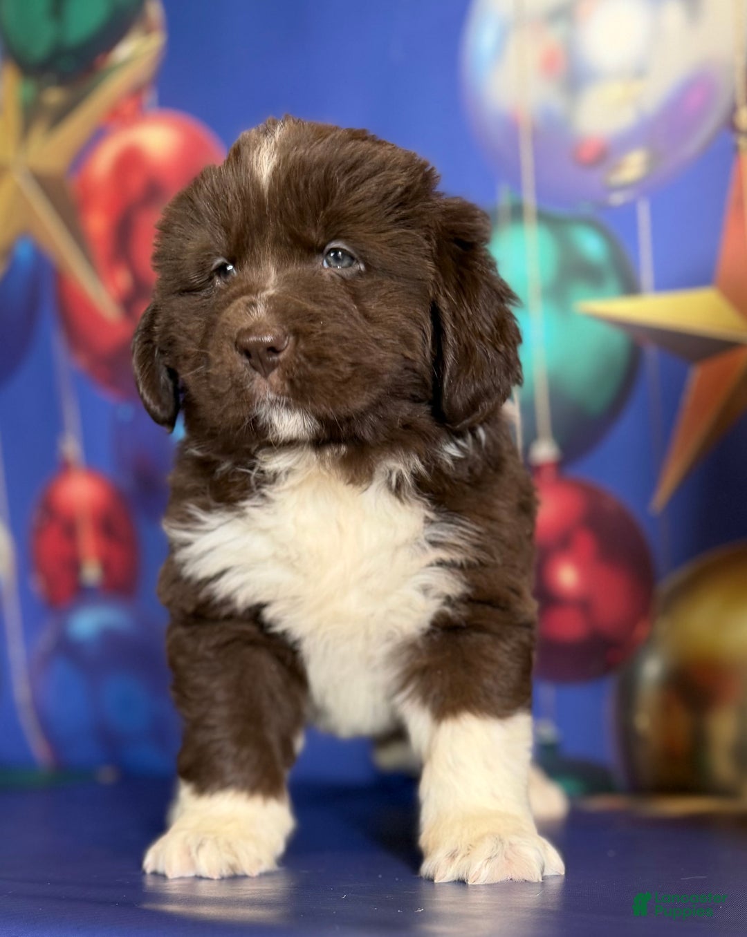 Mixed Breed dogs for sale: Stevie OFA DNA  - Ad 12