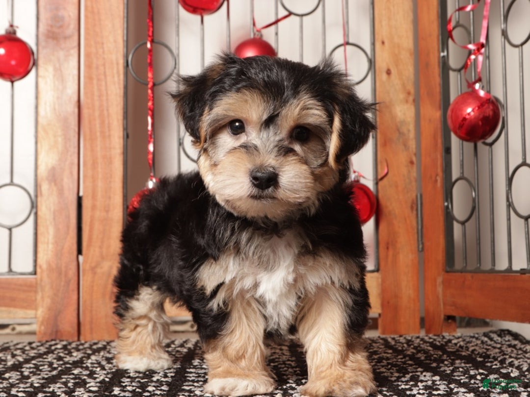 Yochon dogs for sale: Yogi - Ad 3