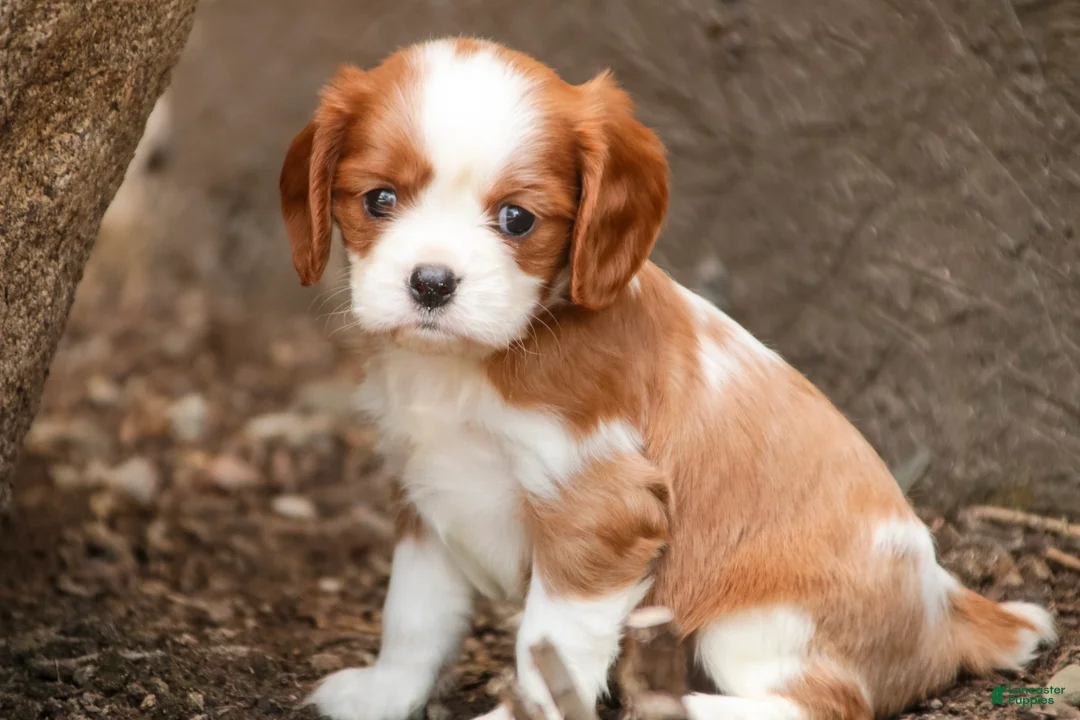 Cavalier King Charles Spaniel dogs for sale: Eddy - Ad 1