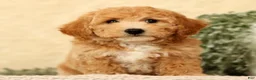 Bichpoo dogs for sale: York - Ad 7