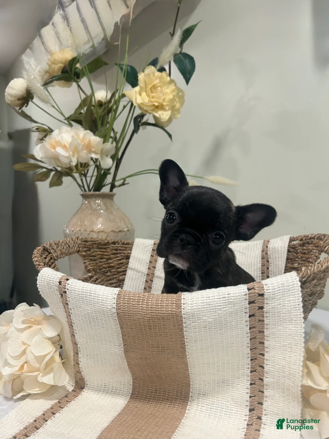 Frug dogs for sale: Isabella - Ad 1