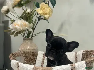 Frug dogs for sale: Isabella - Ad 2