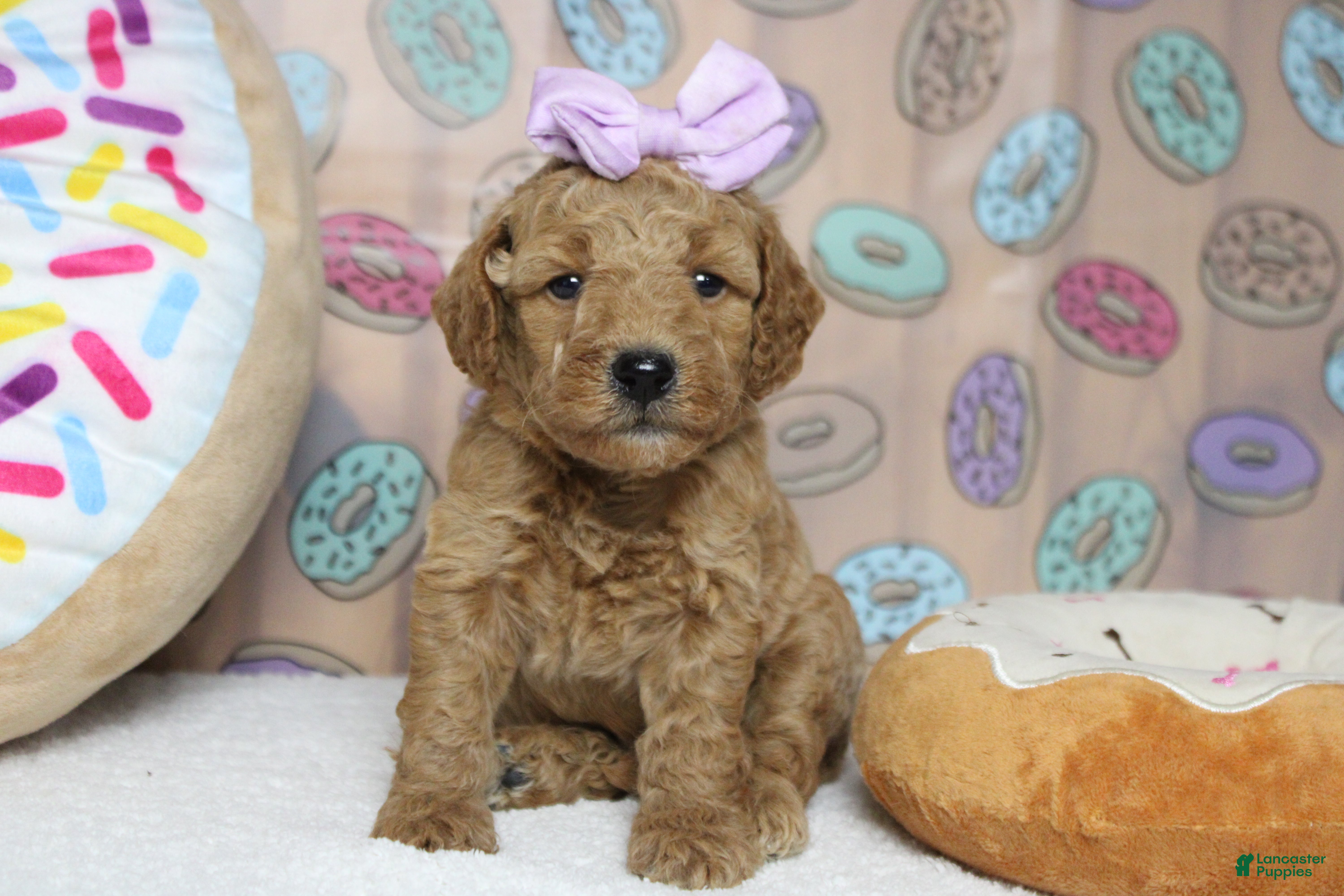 Goldendoodle dogs Gnocchi  - Ad 38
