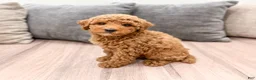 Miniature Poodle dogs for sale: Clifford - Ad 5