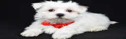 Maltese dogs for sale: Mason - Ad 2
