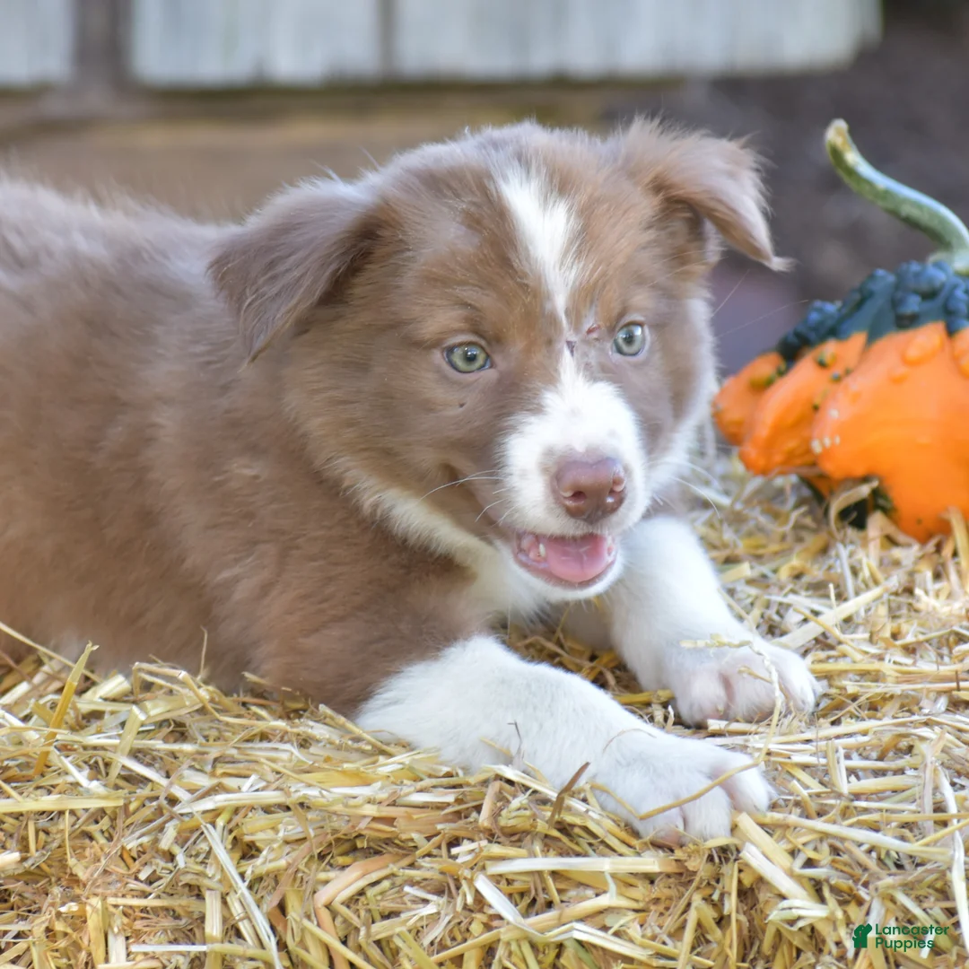 Border Collie dogs for sale: Tilly - Ad 2