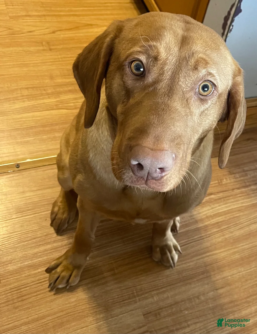 Labrador Retriever dogs for sale: Labrador Retriever Puppy 1 - Ad 2