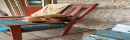 Mixed Breed dogs for sale: Cinnamon  - Ad 1