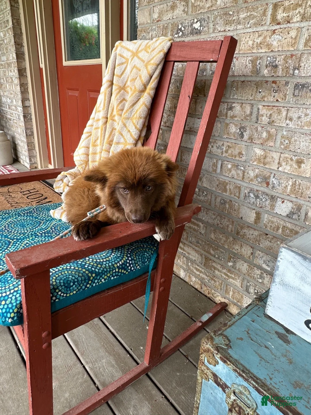 Mixed Breed dogs for sale: Cinnamon  - Ad 1