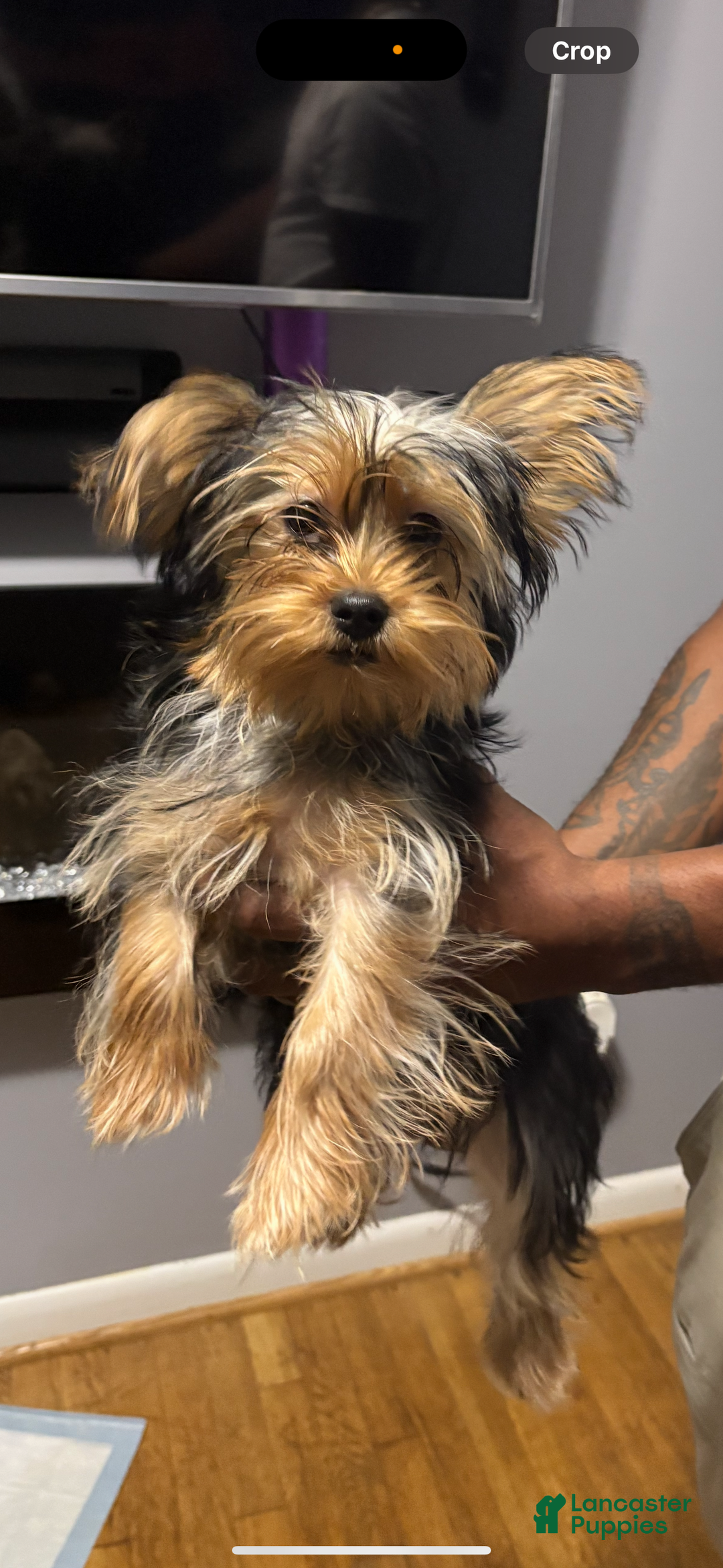 Yorkshire Terrier dogs for sale: Yorkshire Terrier Puppy 2 - Ad 1